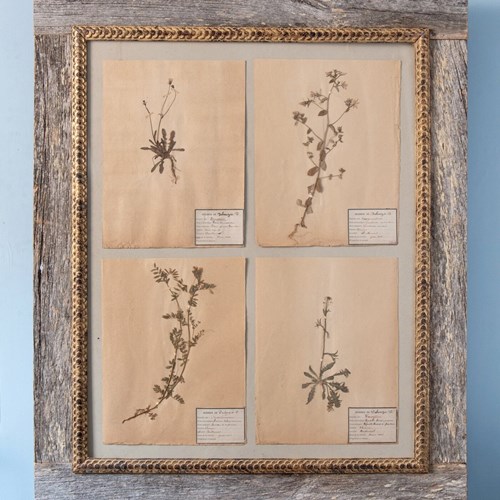 Framed Herbarium, Four Botanical Sheets, Early 20Th Century