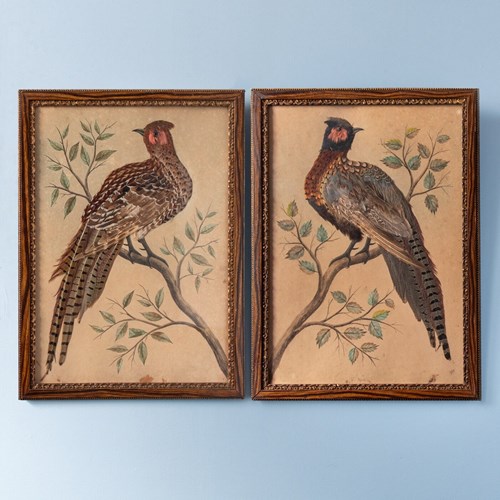 Pair Of French Featherwork And Watercolour Studies Of Pheasants, 19Th Century