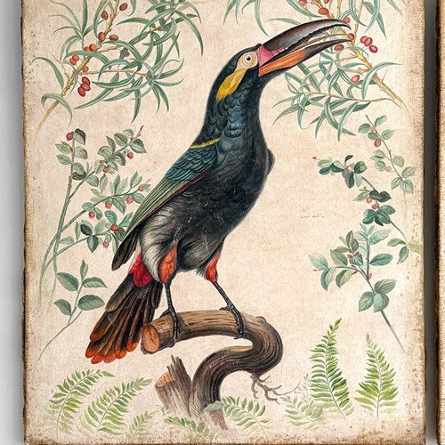 A Large Italian Oil On Gesso Paintings Of A Toucan