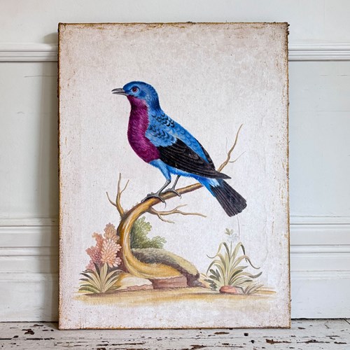 A Colourful Italian Oil On Gesso Painting Of A Tropical Bird Using Antique Techn