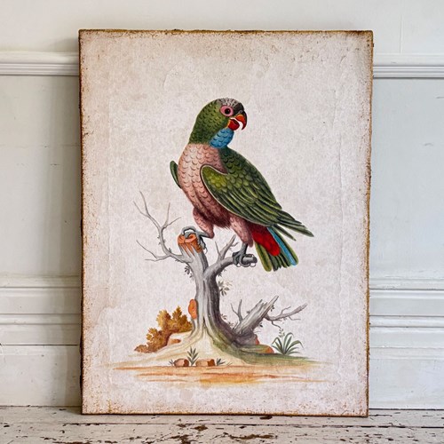 A Colourful Italian Oil On Gesso Parrot Painting Using Antique Techniques