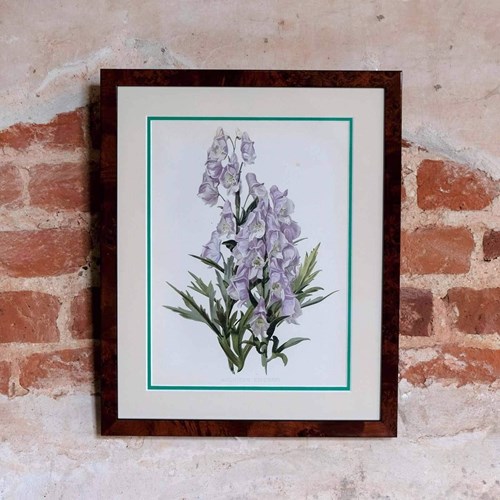 Aconitum Fischeri, Edwardian Original Chromolithograph Print From Flora & Sylva