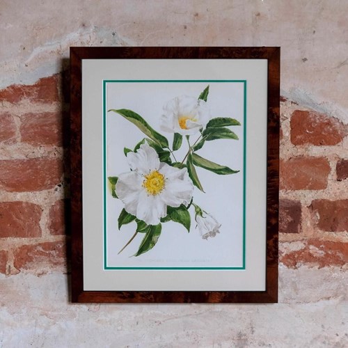The Cherokee Rose, Edwardian Original Chromolithograph Print From Flora & Sylva