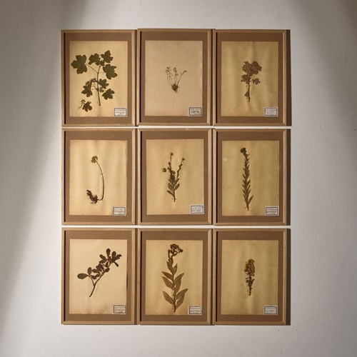 Set Of 9 20Th Century Framed Herbarium Pages