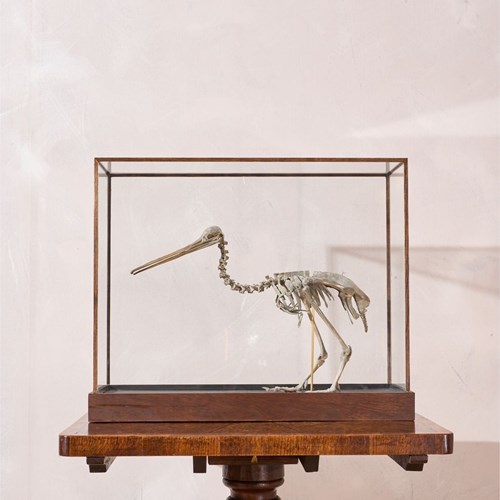 A Skeleton Cast Of A New Zealand Kiwi Bird