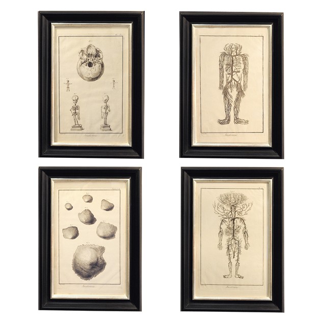 Set of Four 18th Century Anatomical Engravings-the-decorator-source-Untitled-1_main_635979776222355988.jpg