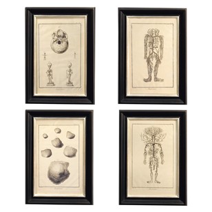 Set Of Four 18Th Century Anatomical Engravings