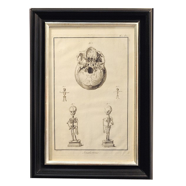 Set of Four 18th Century Anatomical Engravings-the-decorator-source-Untitled-2_main_635979776509254700.jpg