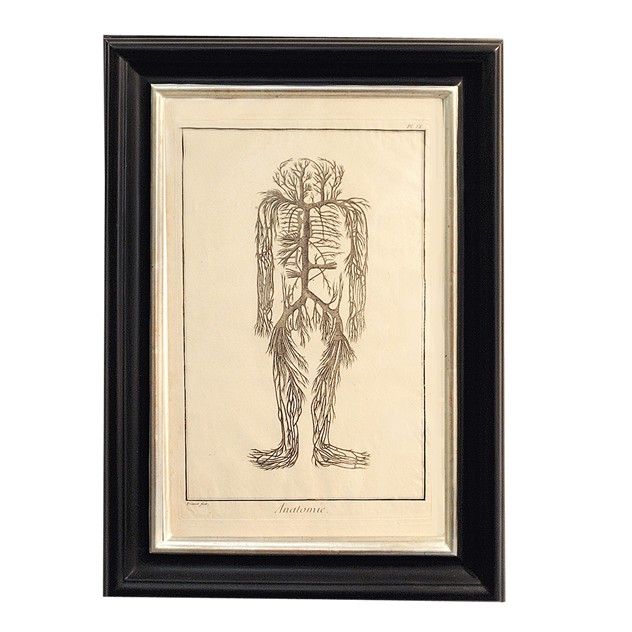 Set of Four 18th Century Anatomical Engravings-the-decorator-source-Untitled-3_main_635979776660426452.jpg