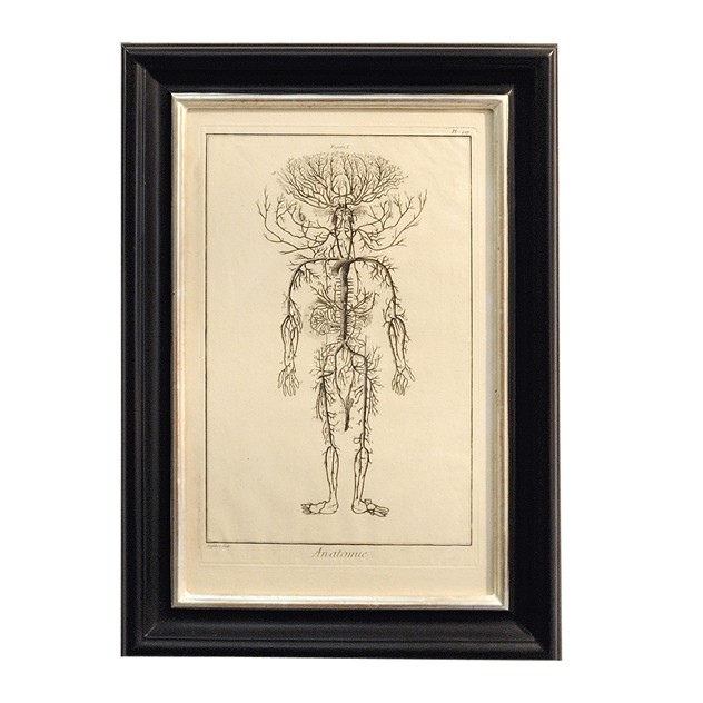 Set of Four 18th Century Anatomical Engravings-the-decorator-source-Untitled-4_main_635979776834531380.jpg