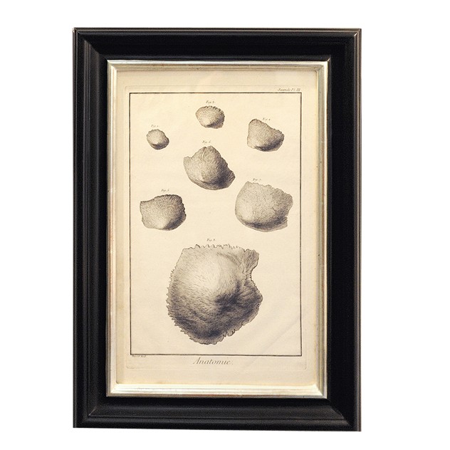 Set of Four 18th Century Anatomical Engravings-the-decorator-source-Untitled-5_main_635979776999431836.jpg