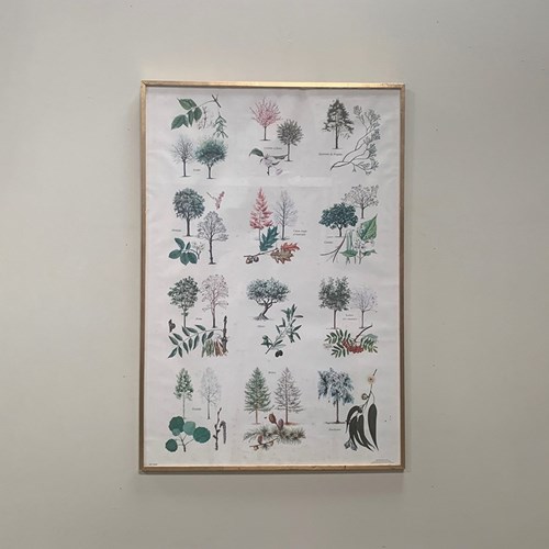 Large Botanical Framed Print #1