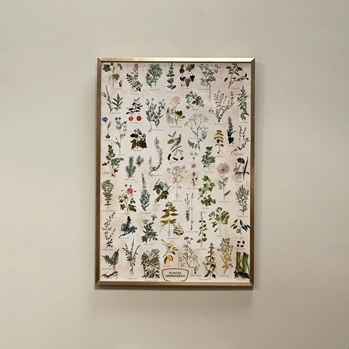 Large Botanical Framed Print #2