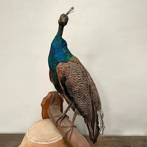 Taxidermy Peacock