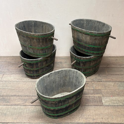Oak Grape Hods