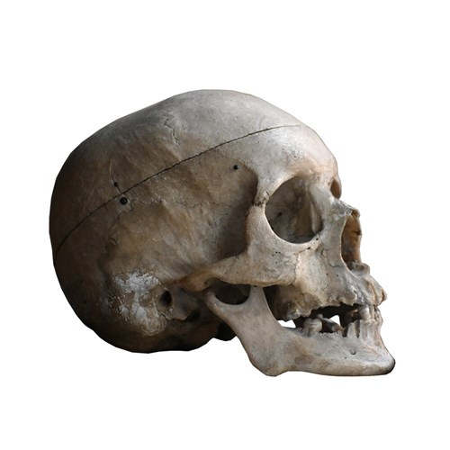 Natural History Skull 