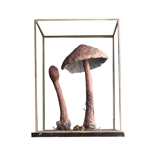 Museum Mushroom