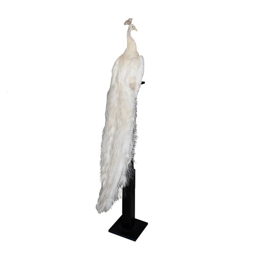 Albino Peacock