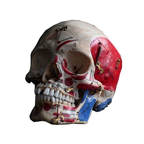 Medical Skull