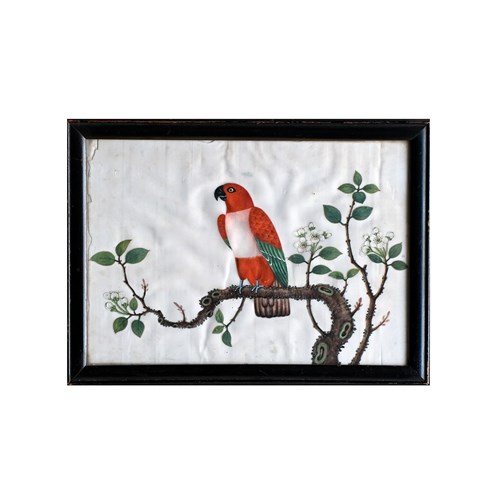 19Th Century Pith Painting Of Parrot