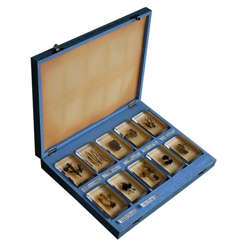 Teaching Aid Water Plants