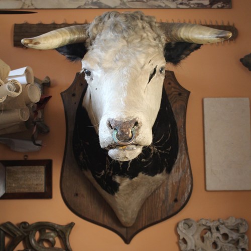 Late 19Th Century Huge Holstein Stud Bull Head Mount 