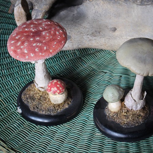 Death Cap & Fly Agaric Model Fungi