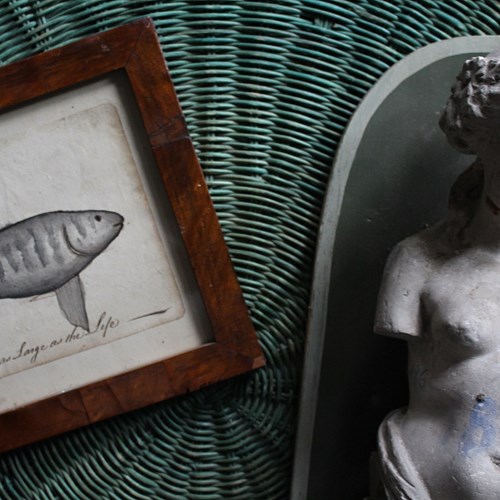 Circa 1780 Sailor's Pen & Ink Wash Sketch, Pilot Fish 