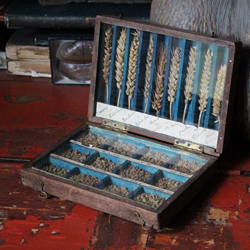 19Th C Specimen Box Of Wheat & Grain Hybrids