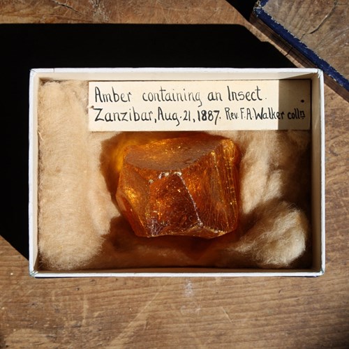 "Amber Containing An Inset Zanzibar 1887" Francis Amasa Walker