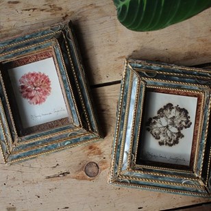 Victorian Seaweed Specimens