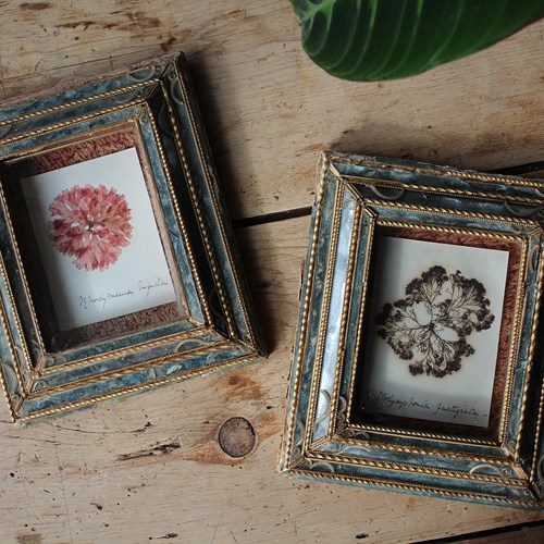 Victorian Seaweed Specimens