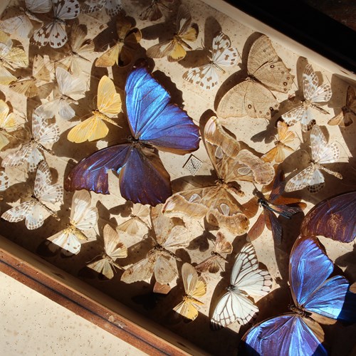 Lepidopterist Butterfly Display Box 