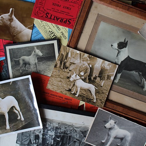English Bull Terrier Interest, Pedigree, Dog Shows, Photography 1910-1960
