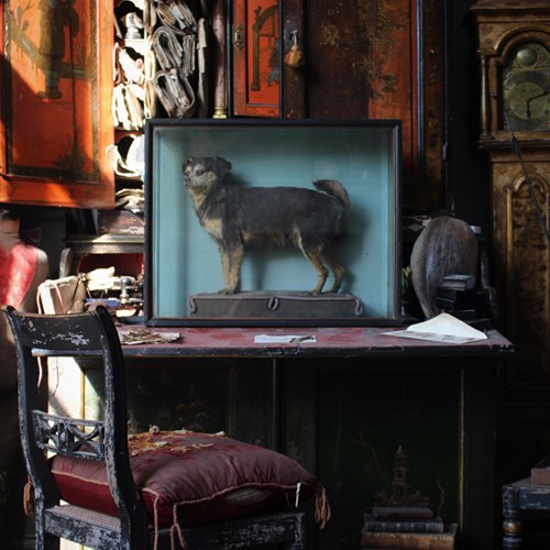 19Th Century Taxidermy Jack Russell By Linsley Brothers Of Leeds 
