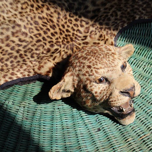 African Leopard Cub Skin By Edward Gerrard & Sons