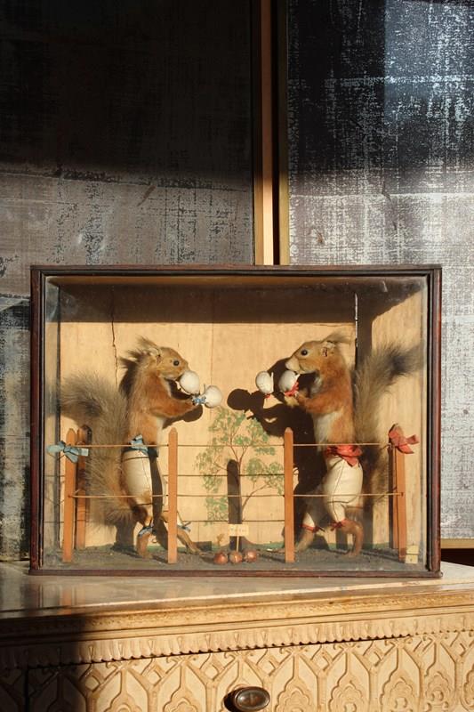 19Th Century Boxing Squirrels By Edward Hart -the-school-for-scandal-img-8850-main-638378332847040938.jpg