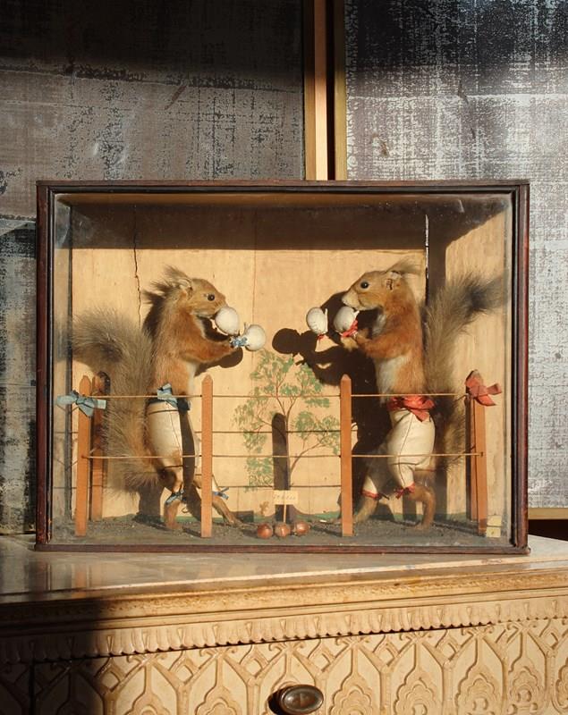 19Th Century Boxing Squirrels By Edward Hart -the-school-for-scandal-img-88501-main-638378332431108670.jpg