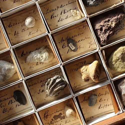 Gregory Bottley Collection Of Mineral, Fossils & Shells 