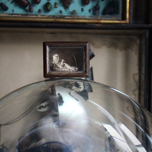 19Th Century Mouse Curiosity Cavendish Tomb