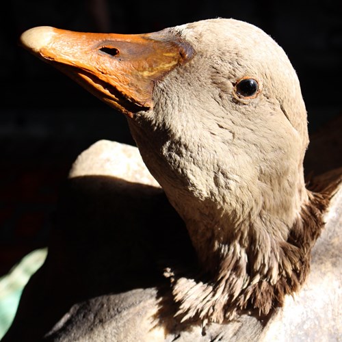 19Th Century Taxidermy Goose 