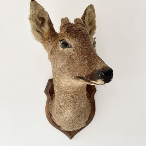 Mounted Taxidermy Roe Deer Head