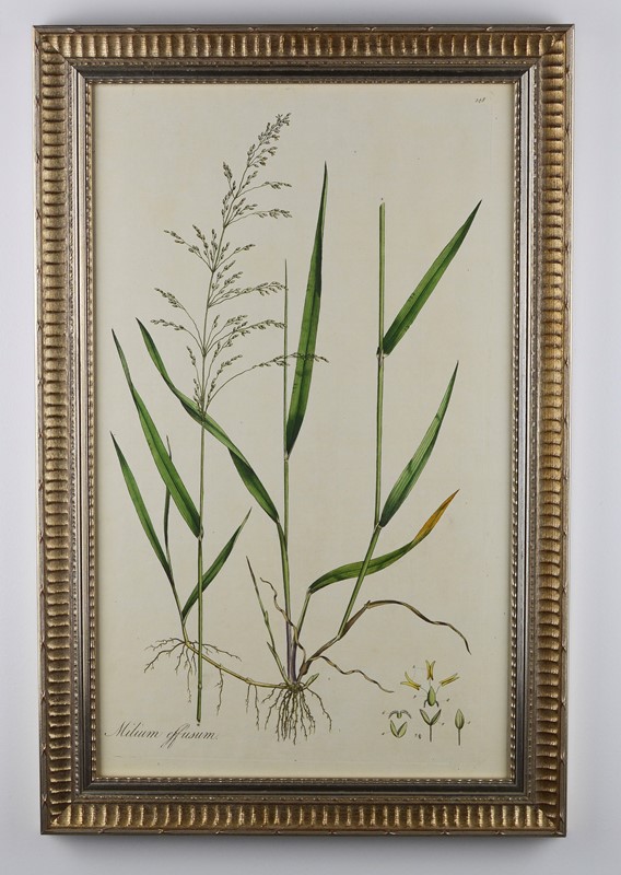 1777 Curtis Botanical Engravings  -tiger-lily-art-08192ff4-1b75-42d2-b866-eeafbf1138c4-main-637817666345417227.jpeg