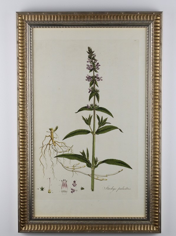 1777 Curtis Botanical Engravings  -tiger-lily-art-0eaea694-55e8-4447-acc8-6010aefdd563-main-637817666377761214.jpeg