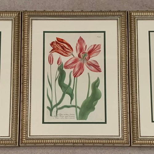 Rare Set Of 3 Weinmann Tulips 