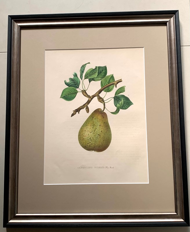 A Set Of 6 19Th Century Pears-tiger-lily-art-16d2e264-bcaf-4889-9480-60c638875c44-main-637967584572435061.jpeg