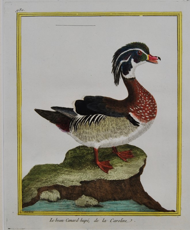 18Th Century Ducks - A Gallery Wall-tiger-lily-art-2926c0e1-8418-4483-b622-cc775f815ab8-main-637884661400811989.jpeg