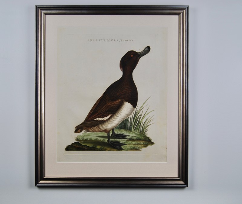 18Th Century Ducks - A Gallery Wall-tiger-lily-art-2a24f5e9-c202-47ec-9463-888678f5e542-main-637884661269872116.jpeg