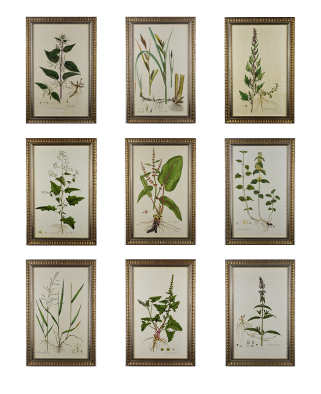 1777 Curtis Botanical Engravings  -tiger-lily-art-5bf28421-49eb-41de-8bf6-cd6cf8451632-main-637817666028231413.png