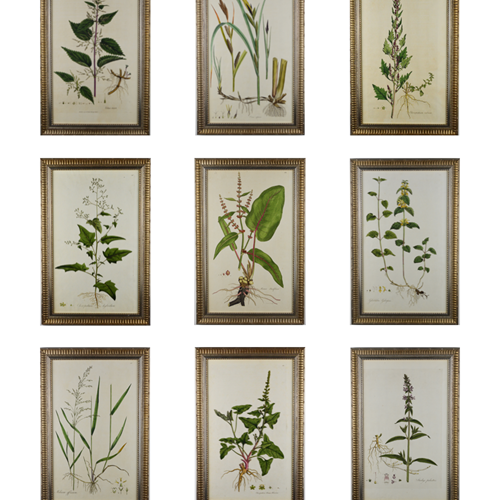 1777 Curtis Botanical Engravings  
